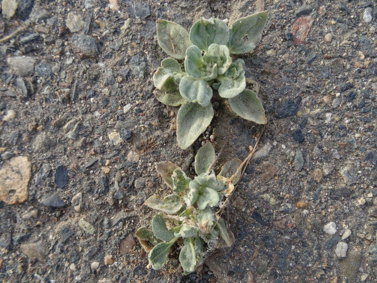Taubenkraut 10