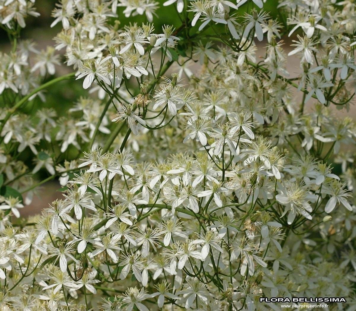 Clematis recta 27