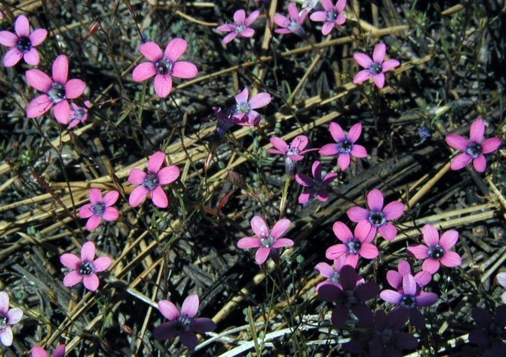 Navarretia leptalea 7