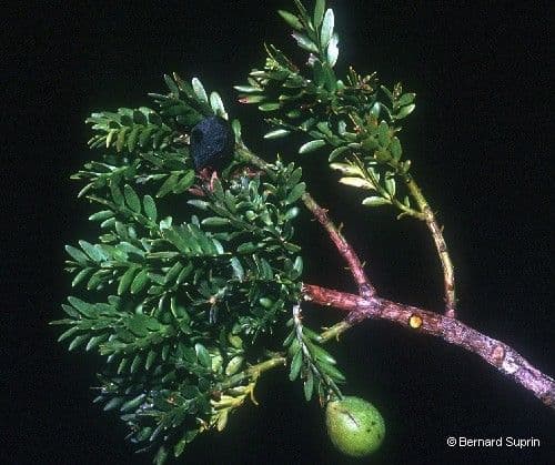 Retrophyllum 7