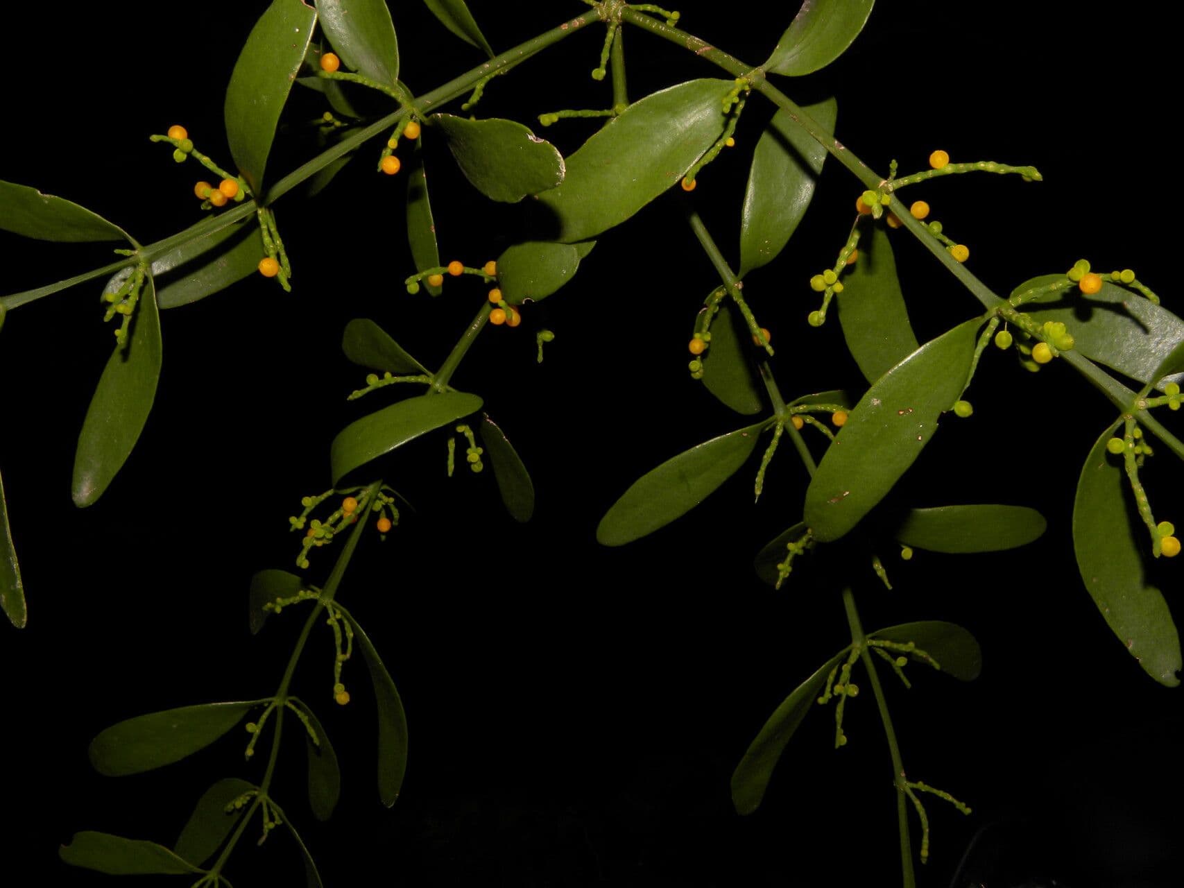 Phoradendron 13