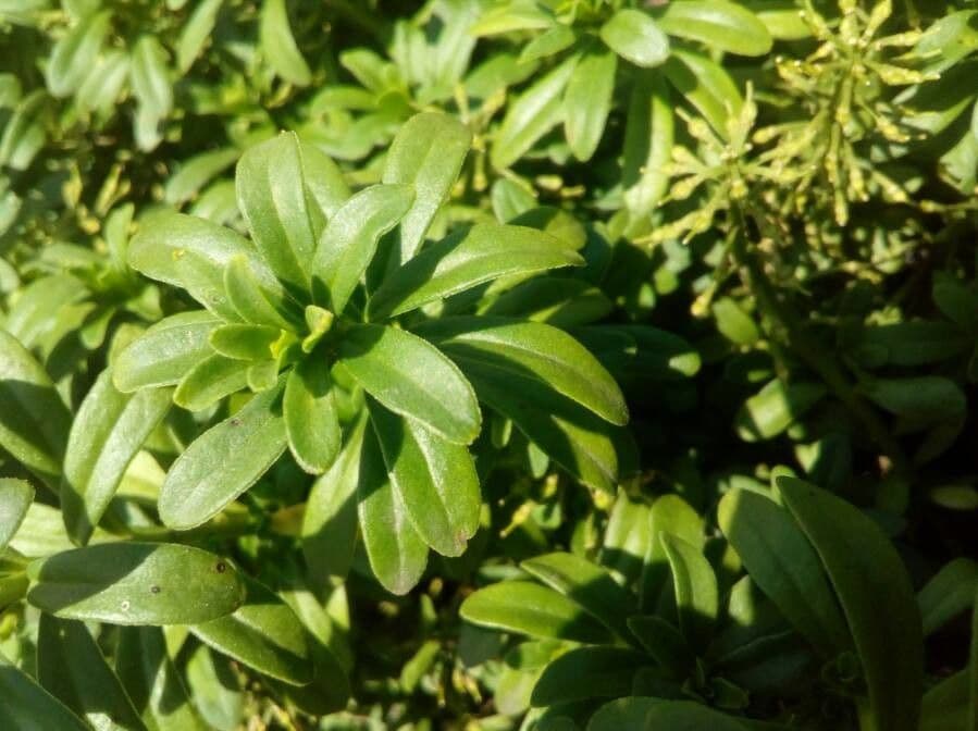 Iberis ciliata 15