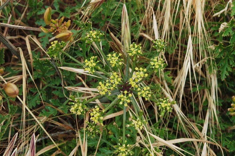 Lomatium Inselbewohner