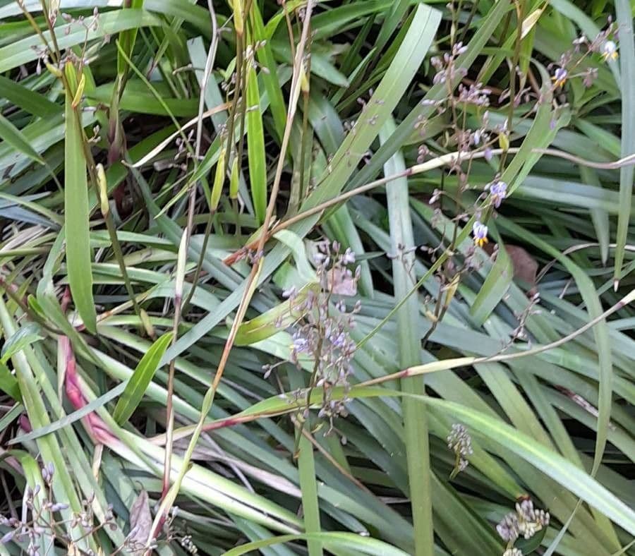 Dianella tasmanská 17