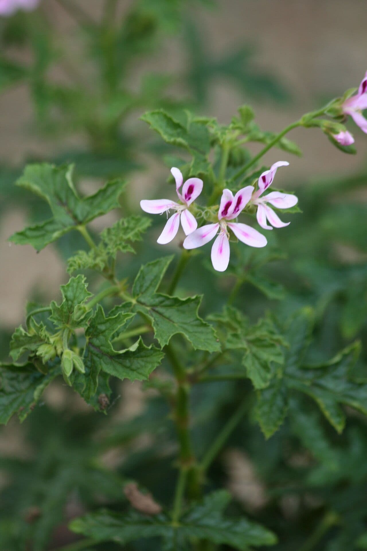 Pelargonium 2
