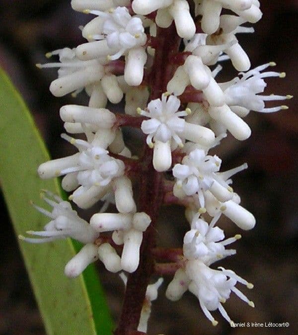 Citronella 6