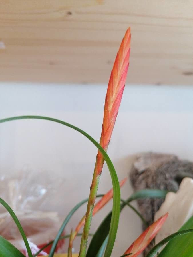 Tillandsia bulbosa 5