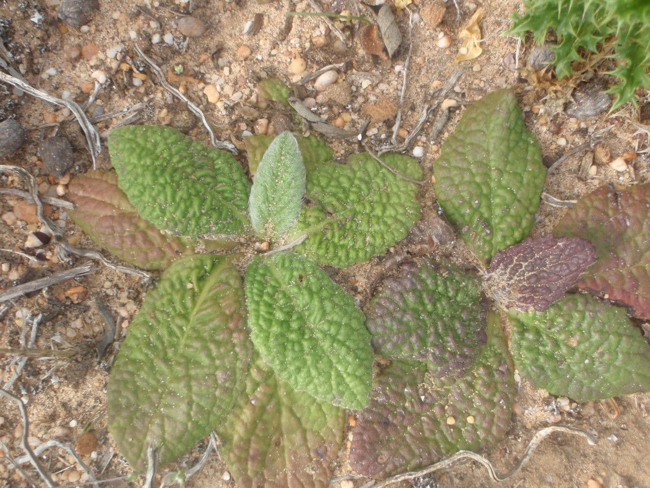 Pulicaria odora 11