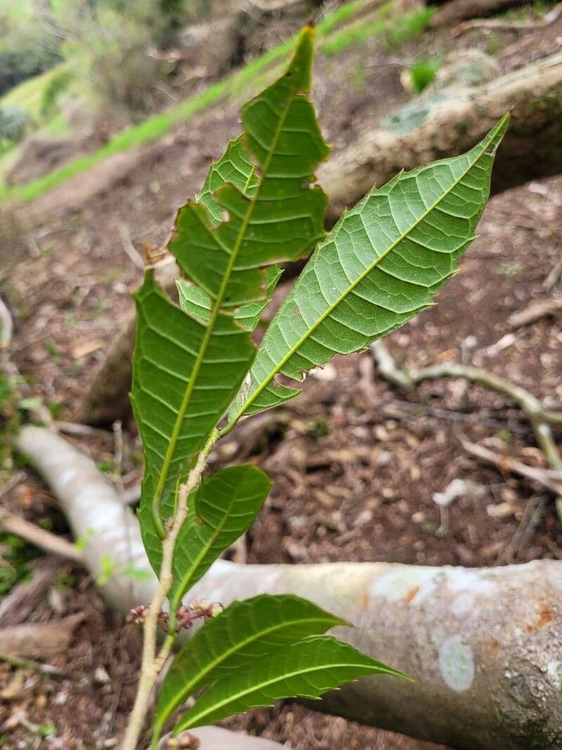 Sorocea Bonplanda 2