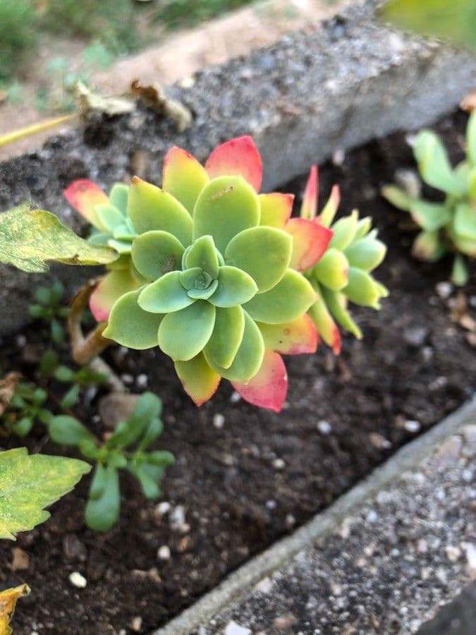 Sedum 3