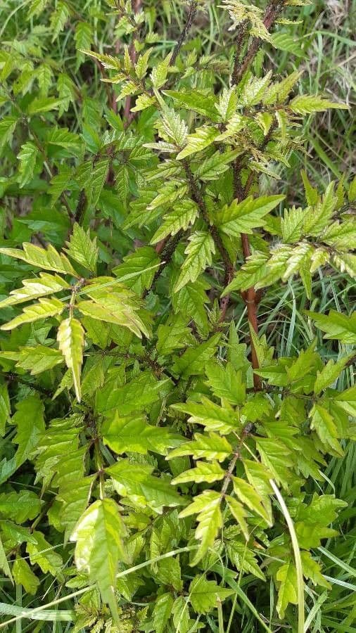 Astilbe giapponese 16