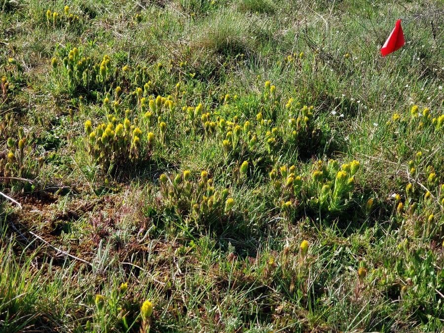 Castilleja levisecta 4