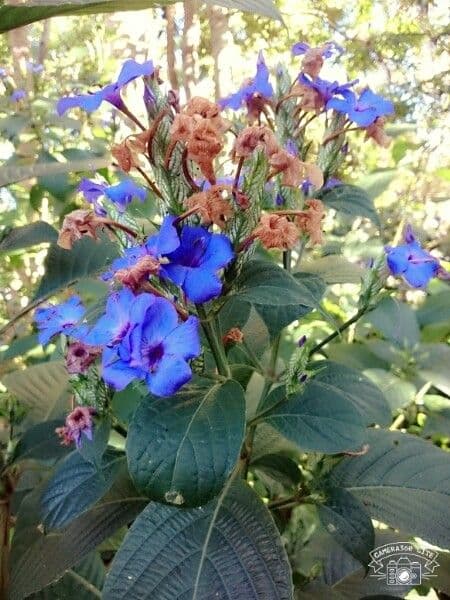 Eranthemum 5