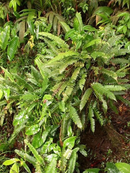Serpocaulon