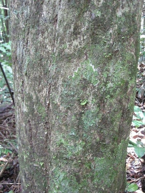 Mouriri angolocostata 3