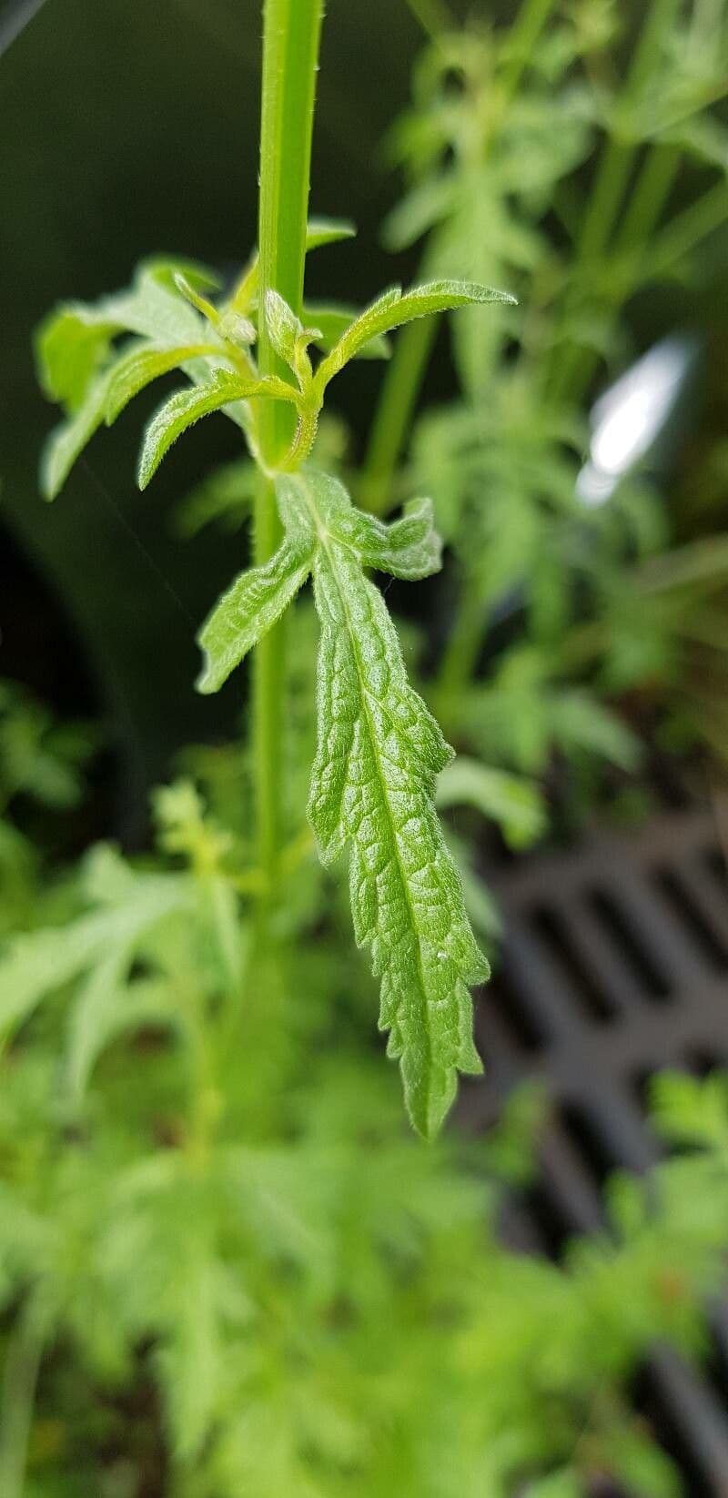 Verbena comune 17