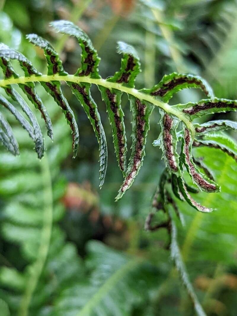 Blechnum maximum
