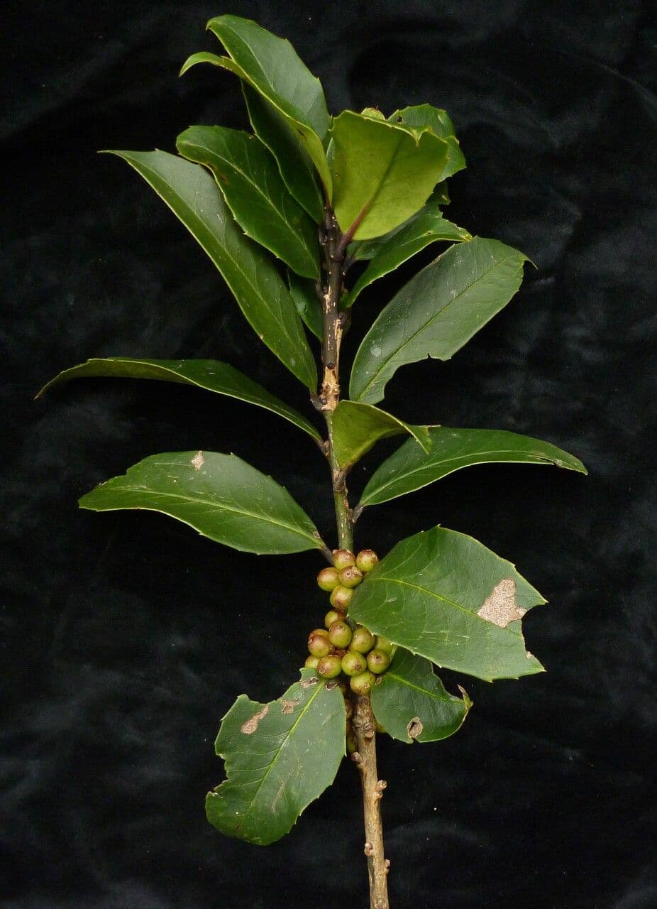 Ilex 3