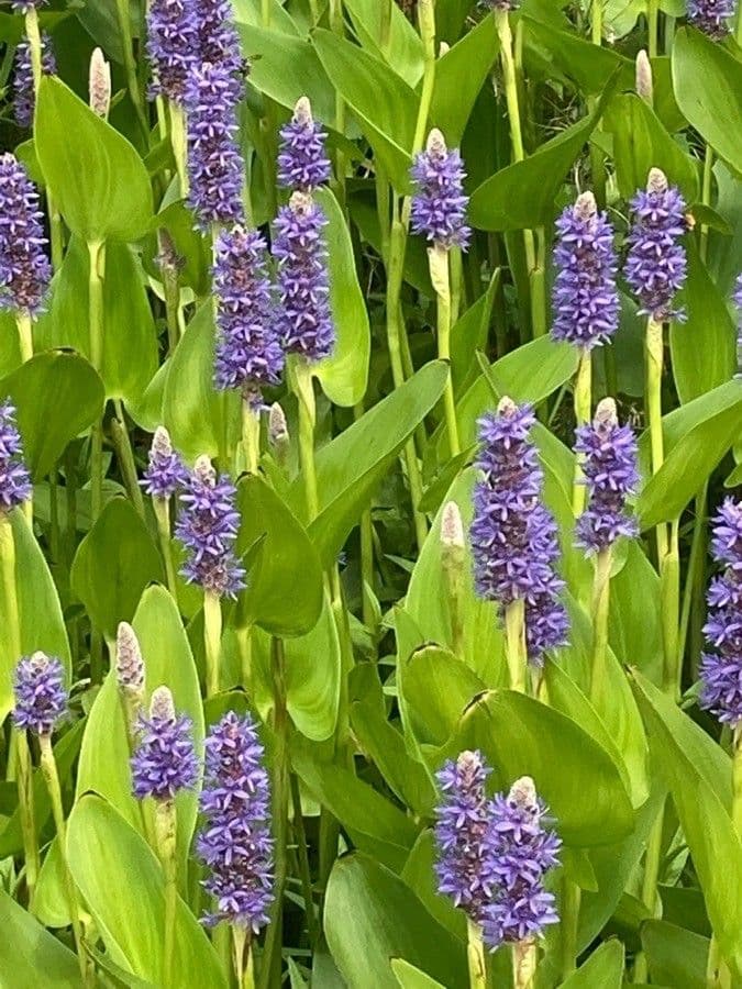 Pontederia 13