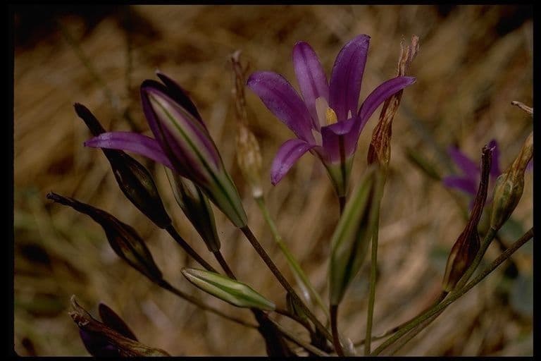Brodiaea elegans 3