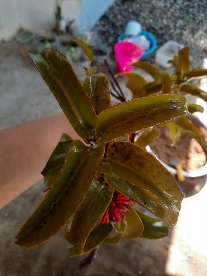 Scurrula parasitica 11