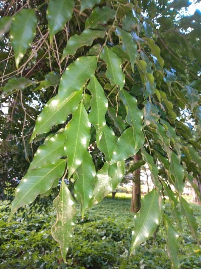 Geissospermum liscio 6