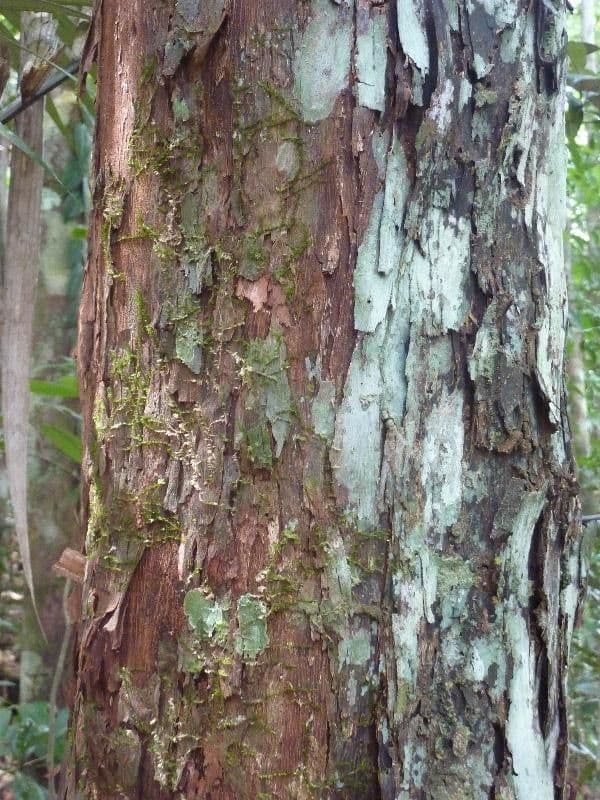 Pouteria