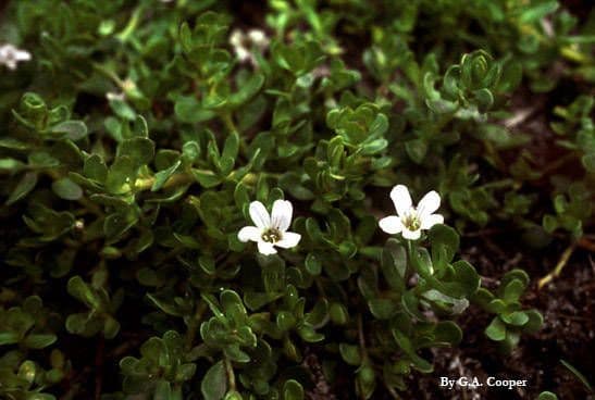 Bacopa okrouhlolistá 3