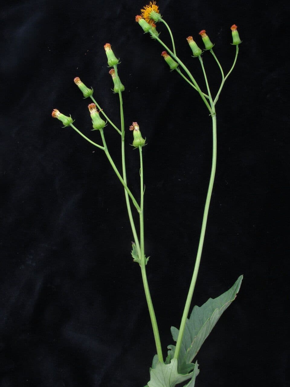 Gynura 7