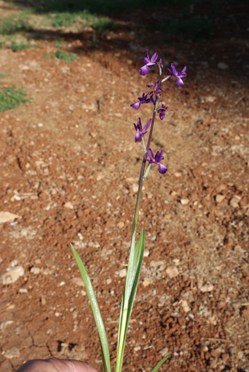 Orchide di palude 10