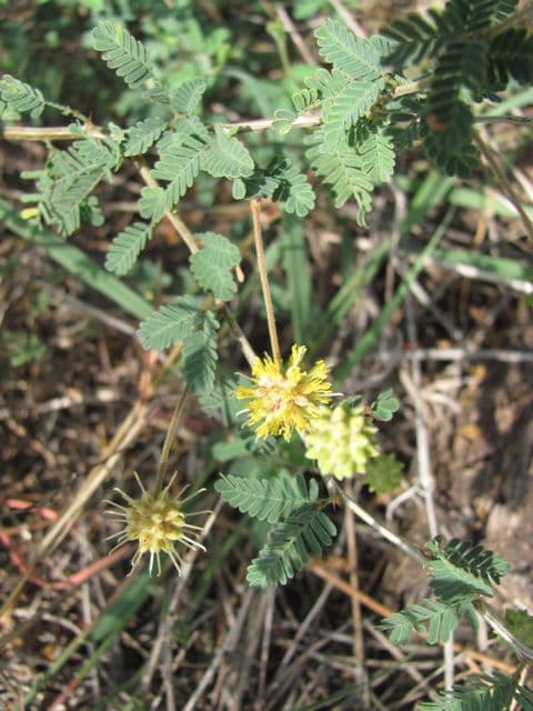 Heimlicher Schraubenbaum 2