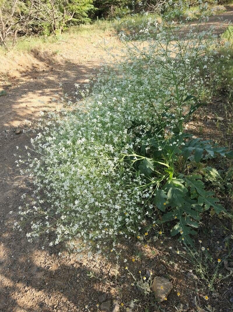 Crambe 4