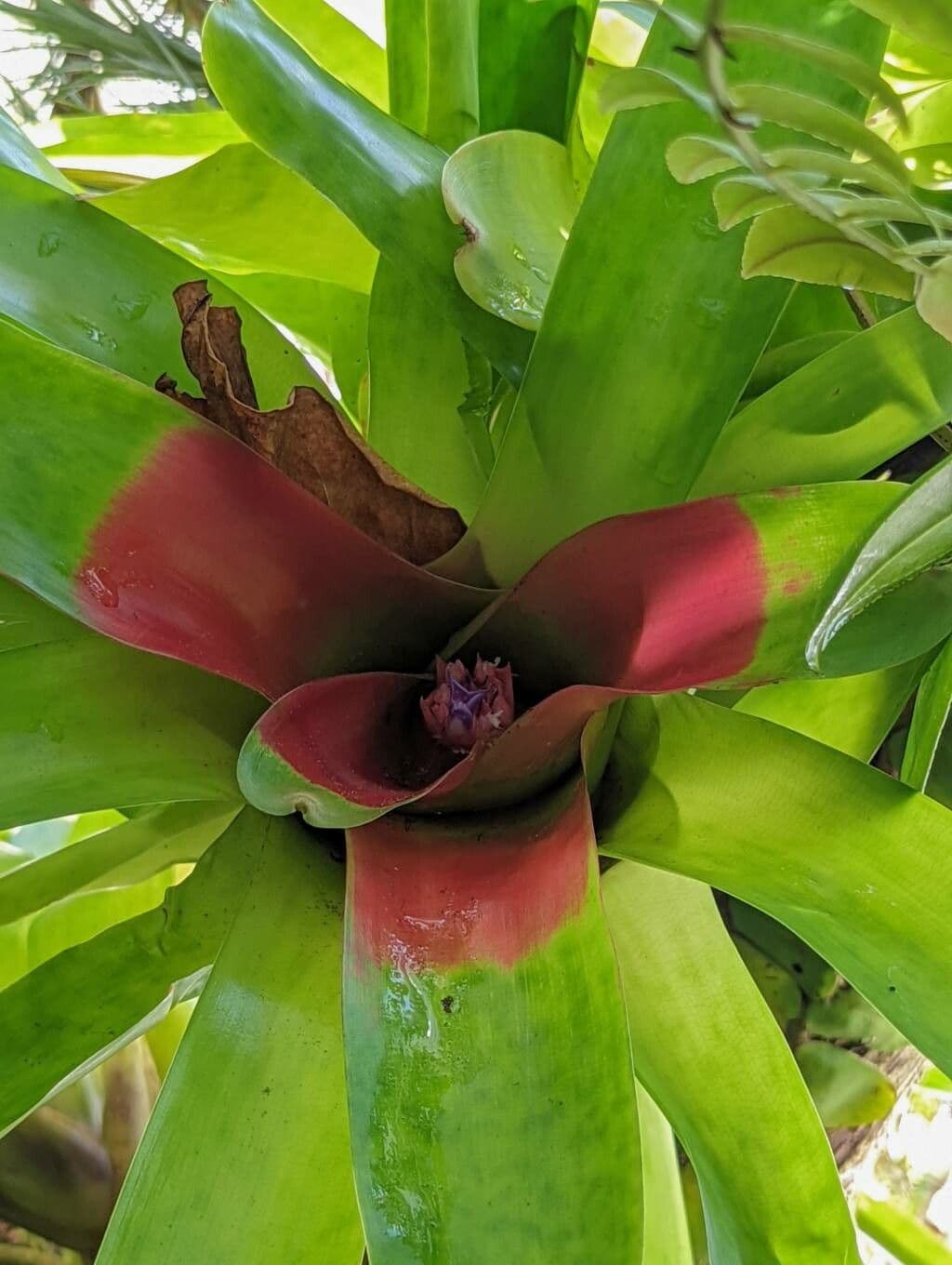 Kompakte Neoregelia