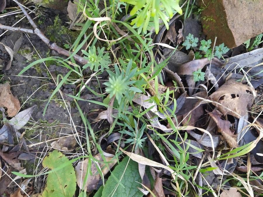 Galium murale 21