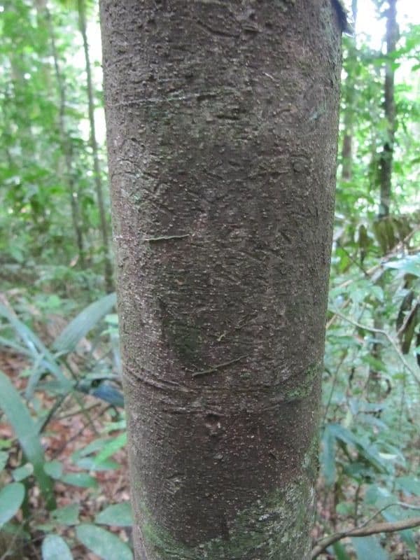 Talisia 8