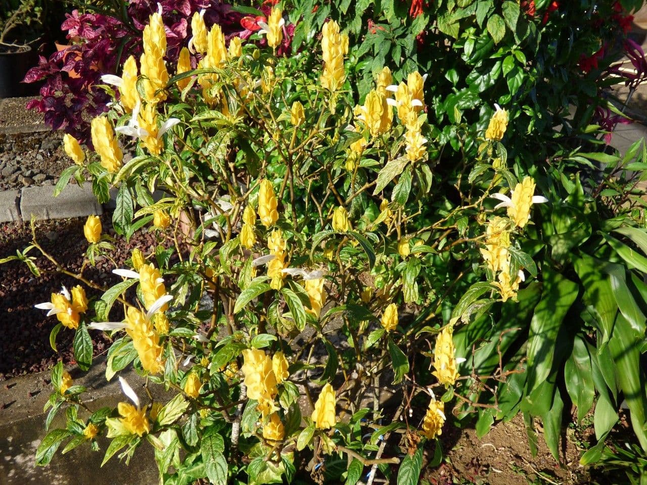 Pachystachys 8