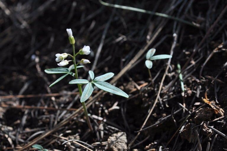 Cardamine di Nuttall 6