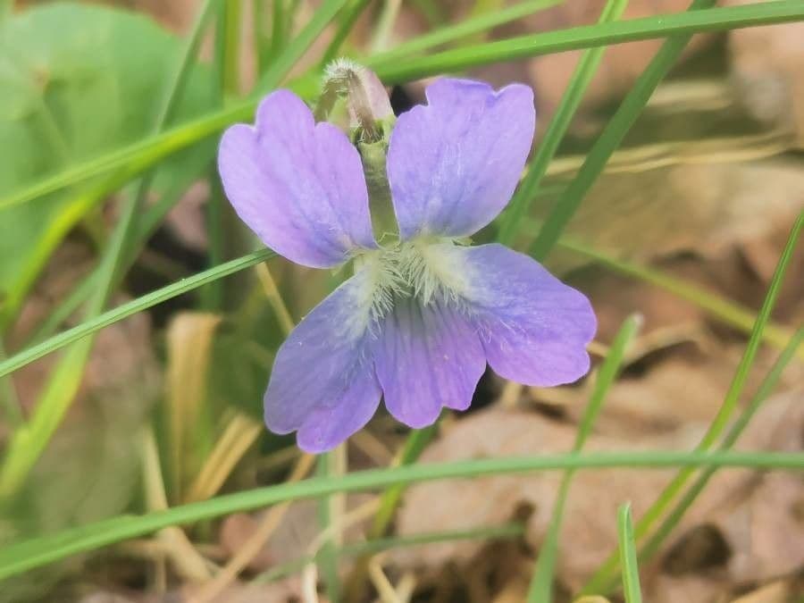Viola sagittata