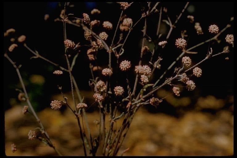 Anglestem buckwheat