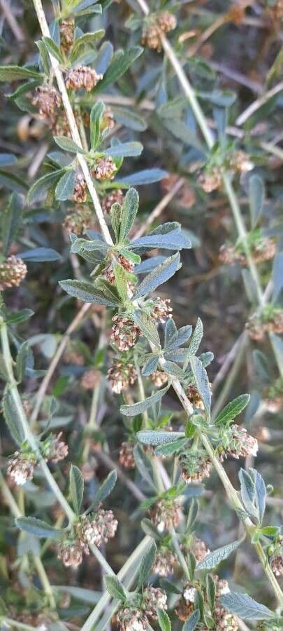 Lippia 8