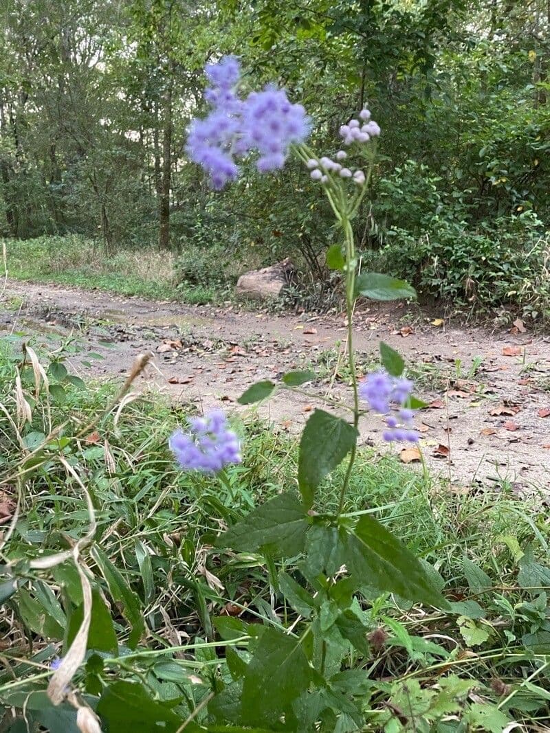 Eupatorio azul 10