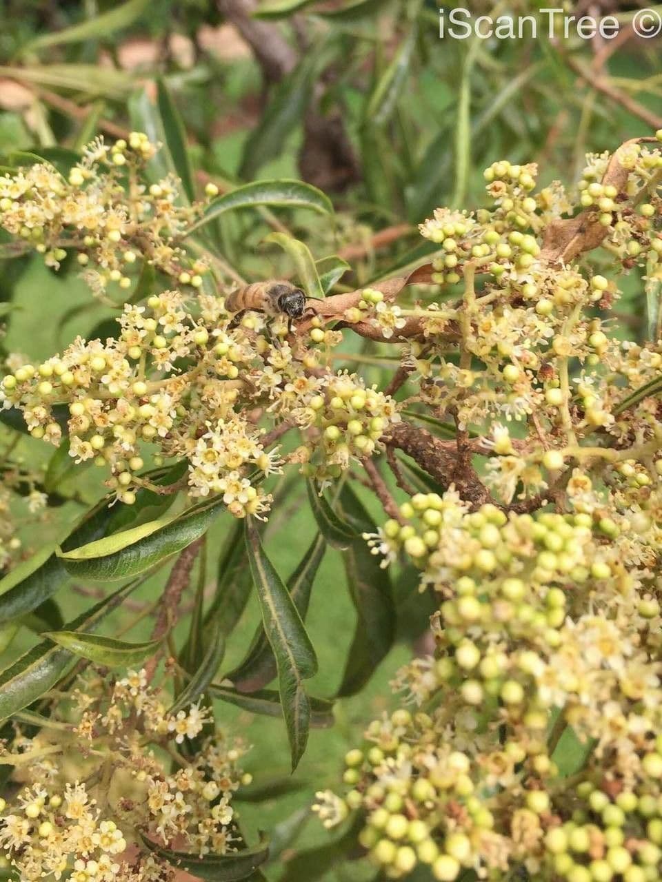 Heteropyxis 6