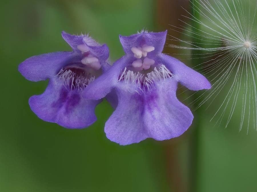 Glechoma hirsuta 5