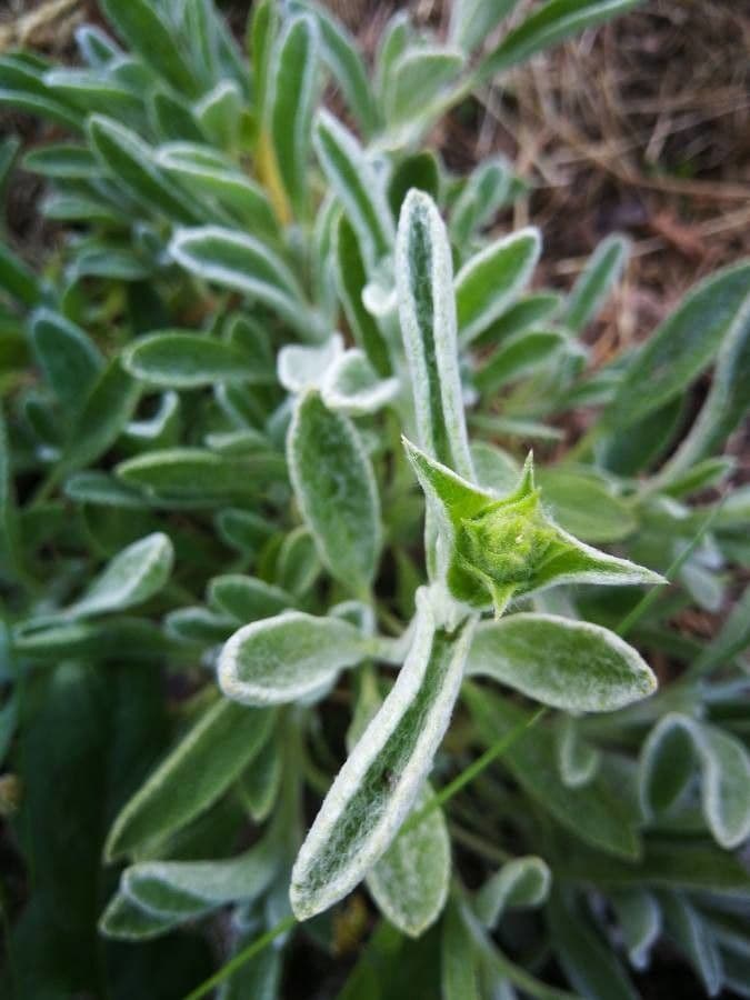 Sideritis syriaca 6
