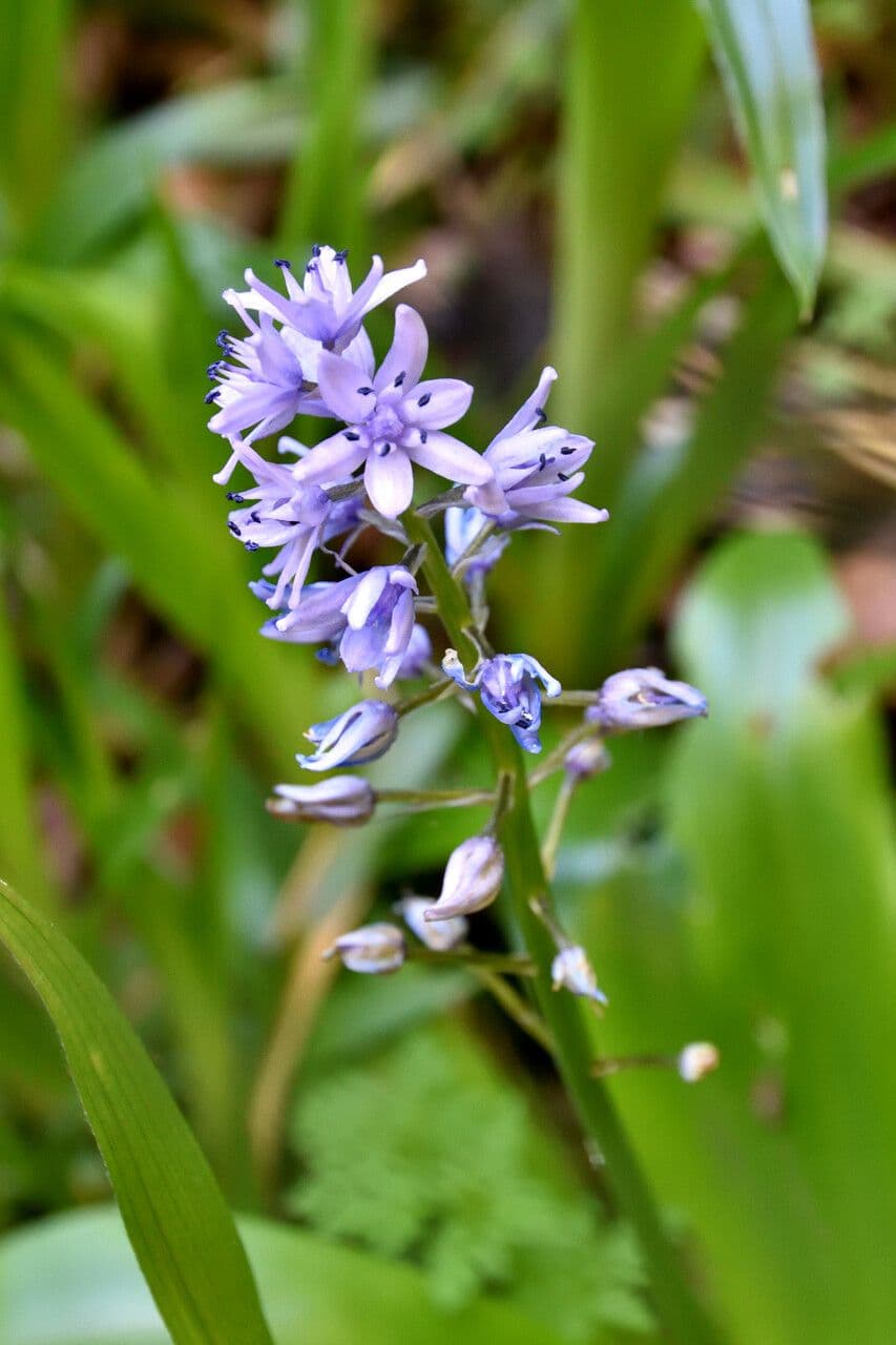Scilla lilio-hyacinthus 4