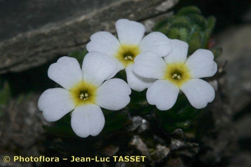 Androsace pubescente 2