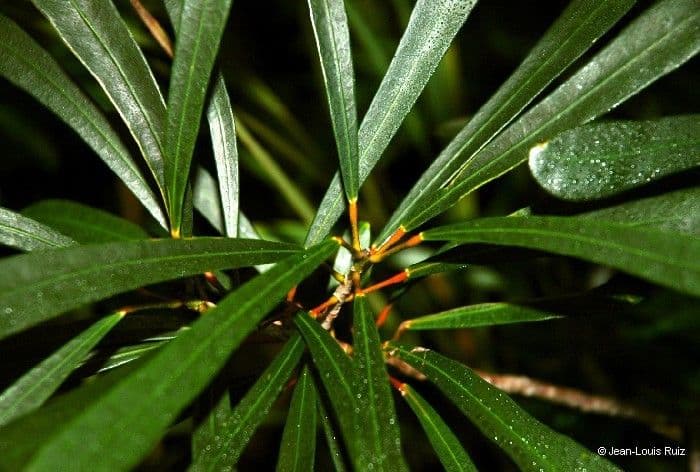 Codiaeum 8