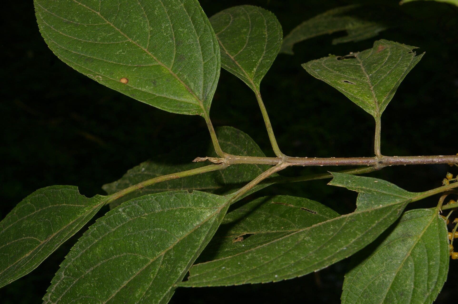 Lozanella 5
