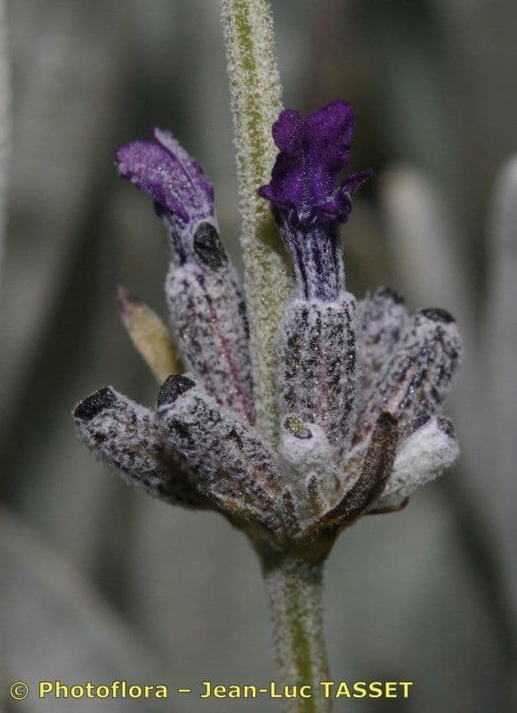 Lavanda lanata 7
