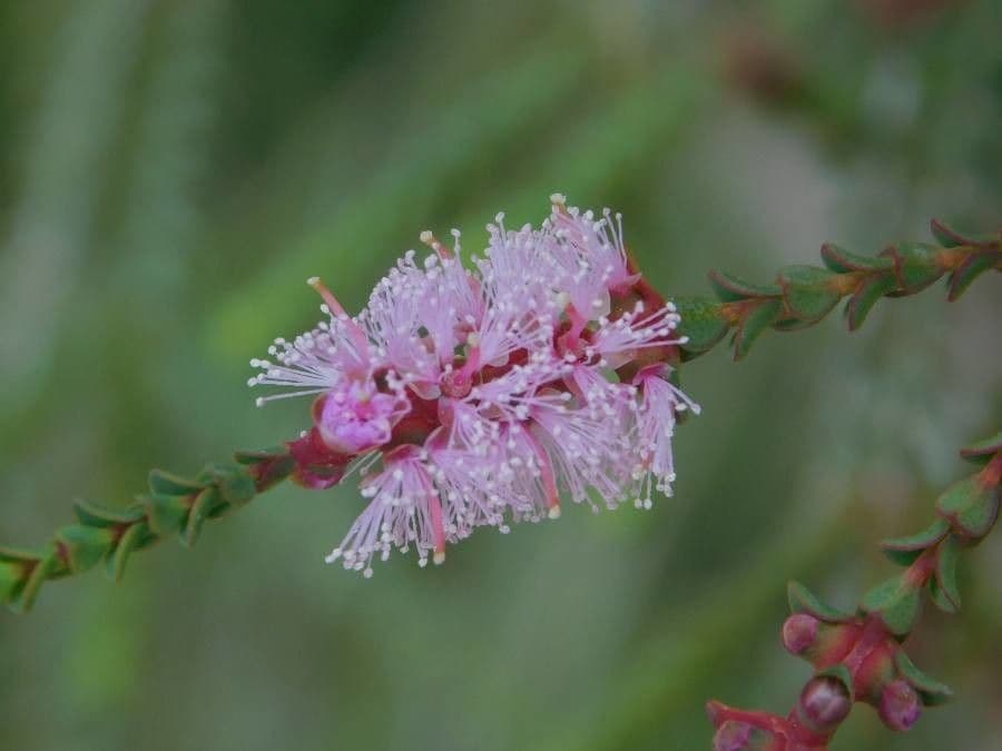 Melaleuca 2